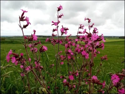 C'est une plante de la famille des caryophyllacées.
