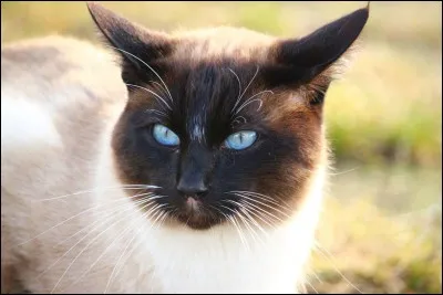 Cycle 3 - Pourquoi les 4 Clans doivent quitter la forêt ?