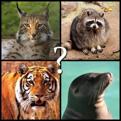 Quel genre d'animaux ne trouve-t-on pas en libert en Californie ?