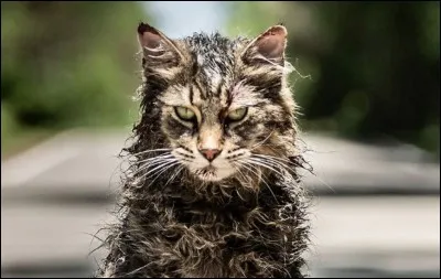Comment se nomme le chat revenu à la « vie » dans le film « Simetierre » de 2019 ?