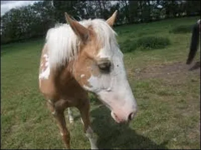 Ce cheval a. ..