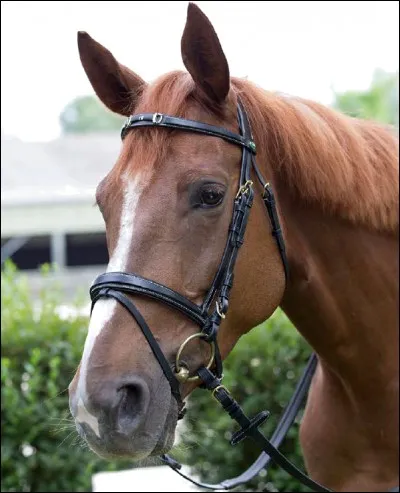 Comment s'appelle ce type de muserolles ?