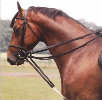 Comment s'appelle ce type de rênes ?