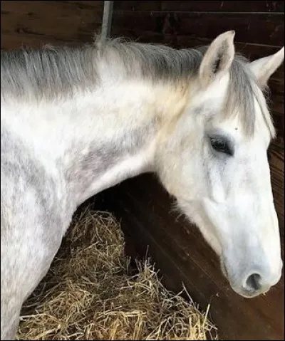 Comment s'appelle cette robe ?