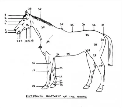 Le n°3 désigne ...