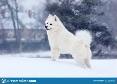 Undertale a été créé par...