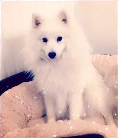 Comment s'appelle son chien blanc ?
