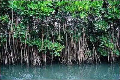 Quels arbres constituent principalement une mangrove ?