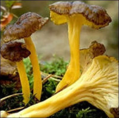 Ce champignon se mange