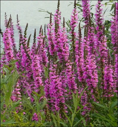 Cette plante est une :