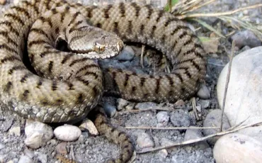 Quiz Reptiles