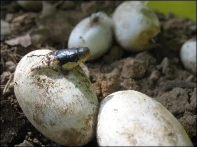 Les serpents pondent puis...