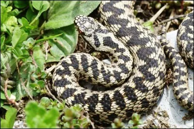 Le serpent en photo est...