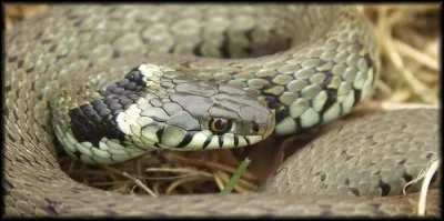 La couleuvre à collier se nourrit uniquement de poisson.