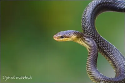 En France il n'existe qu'un serpent arboricole (vit dans les arbres).