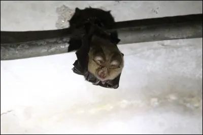 Est-ce que la chauve-souris allaite ses bébés ?