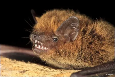Combien de dents à la pipistrelle de Kuhl ?