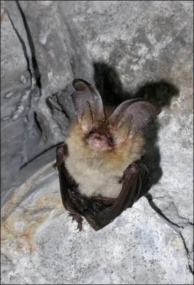 Quelle est la seule chauve-souris à ne pas avoir de tragus ?
