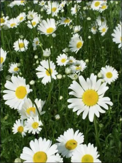 Que mange la chauve-souris ?