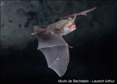 La chauve-souris est-elle un mammifère volant ?