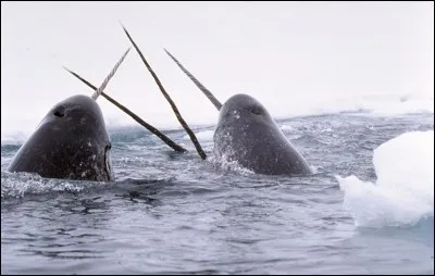 En selle pour la réponse !