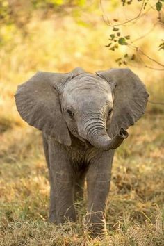 Quiz Elephants