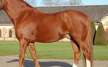 Quiz Galop 1