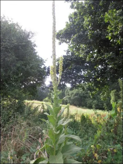 C'est une plante de la famille des Scrofulariac&eacute;es.