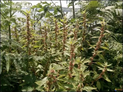 C'est une plante herbac&eacute;e, vivace, de la famille des Urticac&eacute;es.