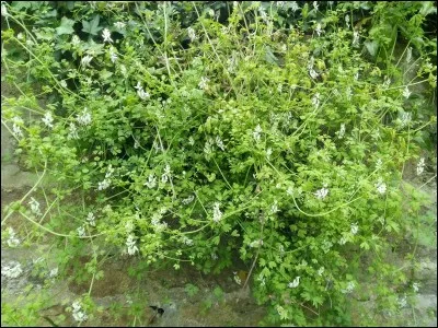 C'est une plante herbac&eacute;e de la famille des Papaverac&eacute;es.
