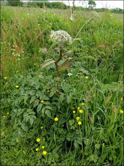 C'est une plante de la famille des Apiac&eacute;es.