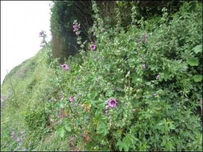 C'est une plante de la famille des Malvac&eacute;es.