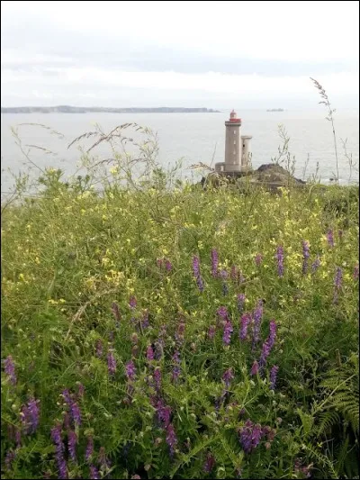 C'est unE plante herbac&eacute;e vivace grimpante de la famille des Fabac&eacute;es.