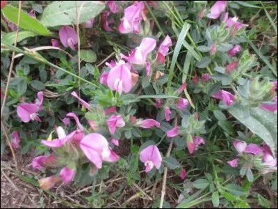 C'est une plante de la famille des Fabac&eacute;es.