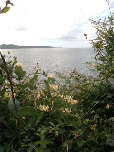 C'est un arbuste de la famille des Caprifoliac&eacute;es.