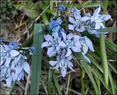 C'est une plante &agrave; fleurs de petite taille appartenant &agrave; la famille des Liliaceae selon la classification classique, &agrave; celle des Hyacinthaceae selon la classification phylog&eacute;n&eacute;tique APG II (2003) et &agrave; celle des Asparagaceae selon la classification phylog&eacute;n&eacute;tique APG III (2009).Il s'agit d'une esp&egrave;ce europ&eacute;enne &agrave; distribution strictement atlantique.