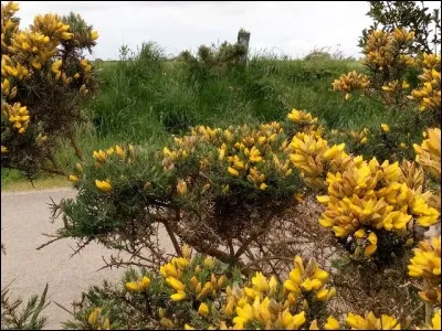 C'est un arbuste de la famille des Fabac&eacute;es.