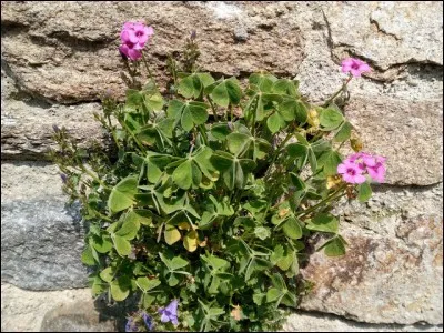 C'est une plante herbac&eacute;e du genre des Oxalis de la famille des Oxalidac&eacute;es.