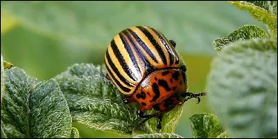 Quel est le nom de ce coléoptère se nourrissant de feuilles de plants de pomme de terre ?