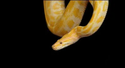 Quel est ce serpent jaune et blanc ?