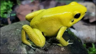 Cette jolie petite grenouille, présente notamment en Colombie a une particularité. Laquelle ?
