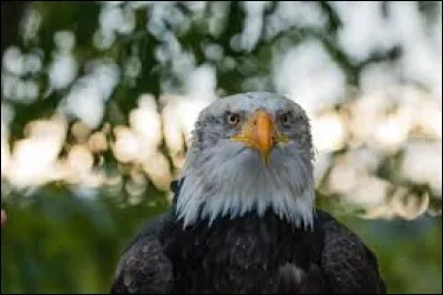 L'aigle est l'animal emblème...