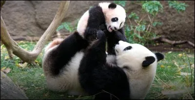 Les pandas mangent du bambou :