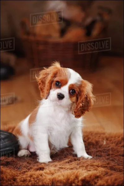 Quelle est cette race de chien ?