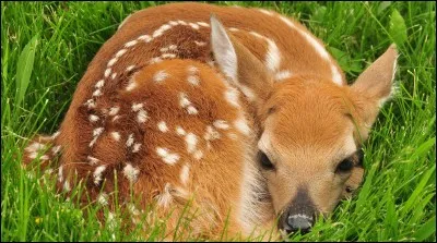 Comment s'appelle le petit du cerf ?