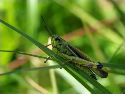Que fait le cricket quand il crie ?