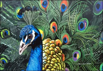 Le petit du paon s'appelle le panonceau :