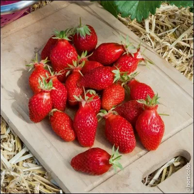 Fruit d'été et de nos régions, quel est son nom ?