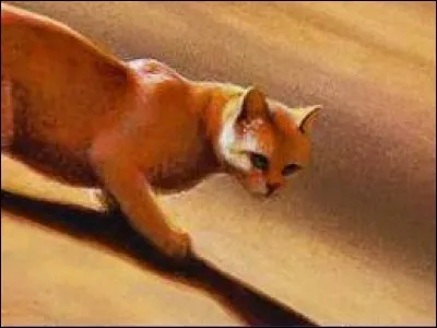 Pourquoi &Eacute;toile de Feu (C�ur de Feu) ne veut-il pas avouer qu'il a peut-&ecirc;tre des sentiments amoureux pour Temp&ecirc;te de Sable ?