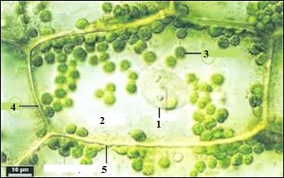 Sur l'observation microscopique ci-dessus, quel numéro représente le chloroplaste ?